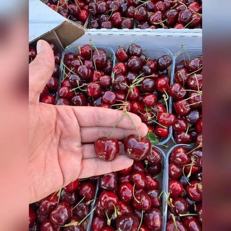 Chereshnya_kriim2323