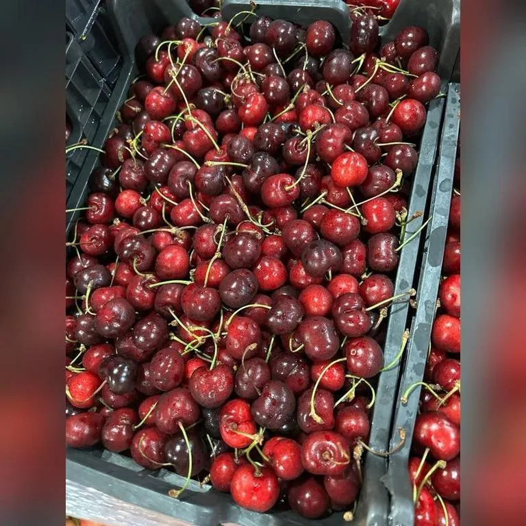 Chereshnya_life_azb222