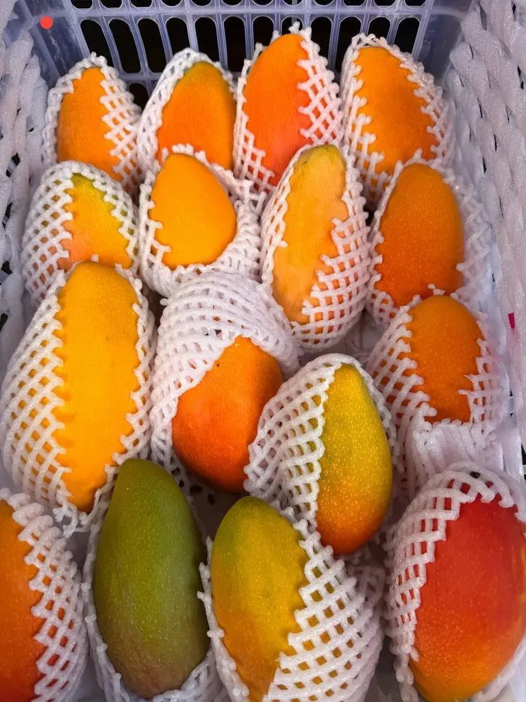 Mango_Gu_Fey