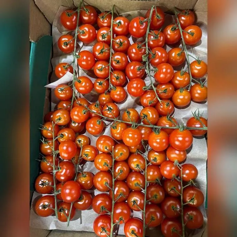 Tomaty_Che_Vetke
