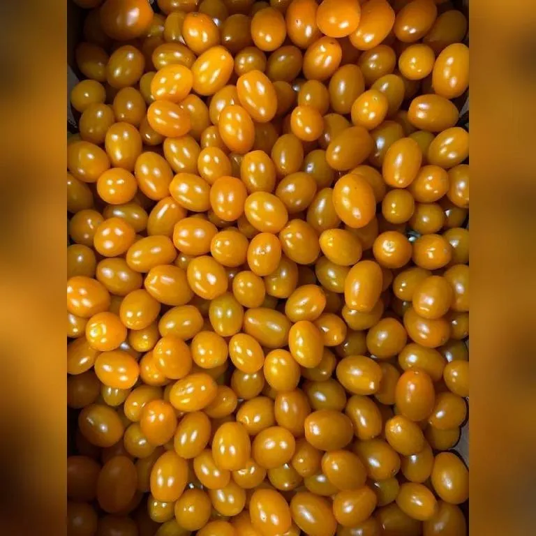 Tomaty_Cher_zhelt212