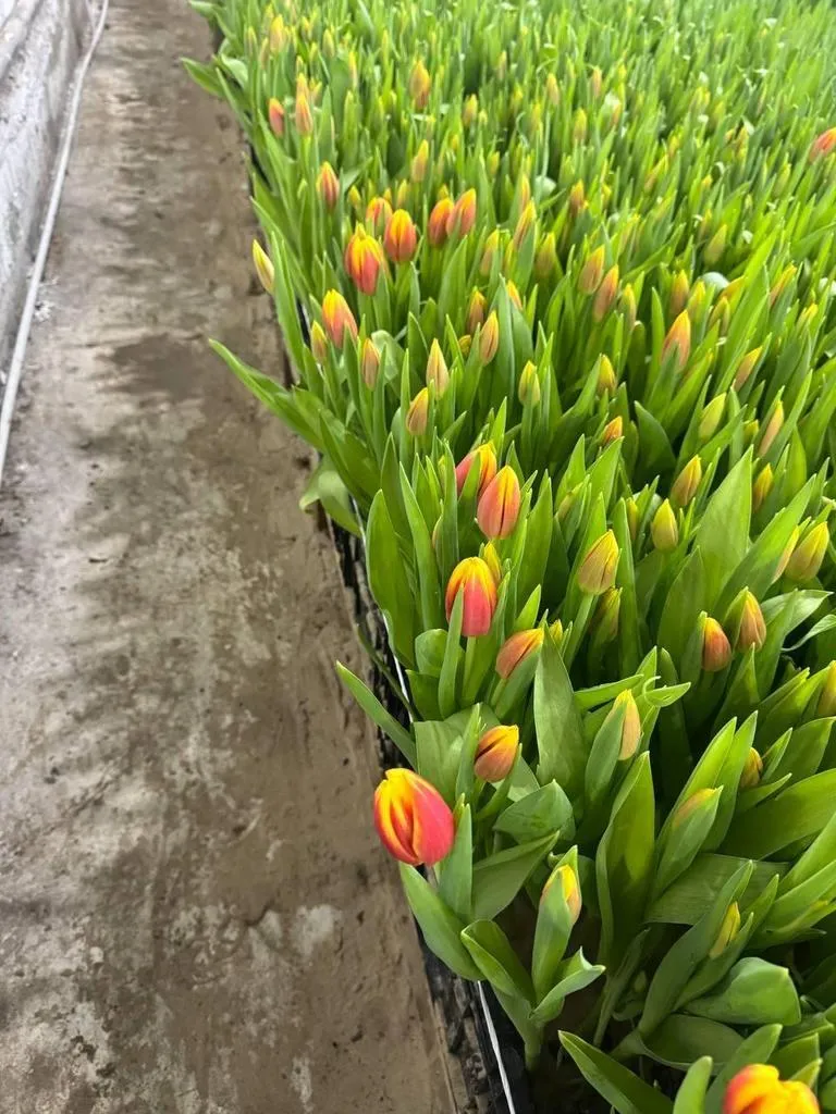 Фуддвор - Тюльпан красно-желтый Доу Джонс