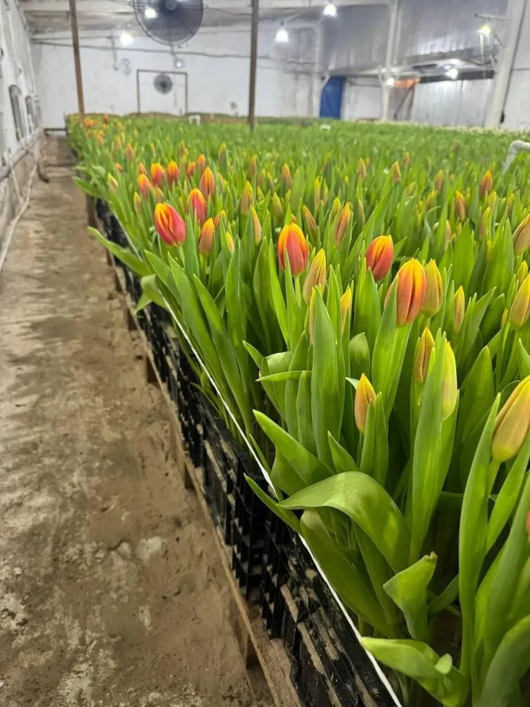 Фуддвор - Тюльпан красно-желтый Доу Джонс