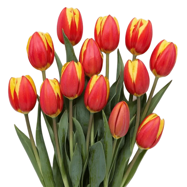 Фуддвор - Тюльпан красно-желтый Доу Джонс