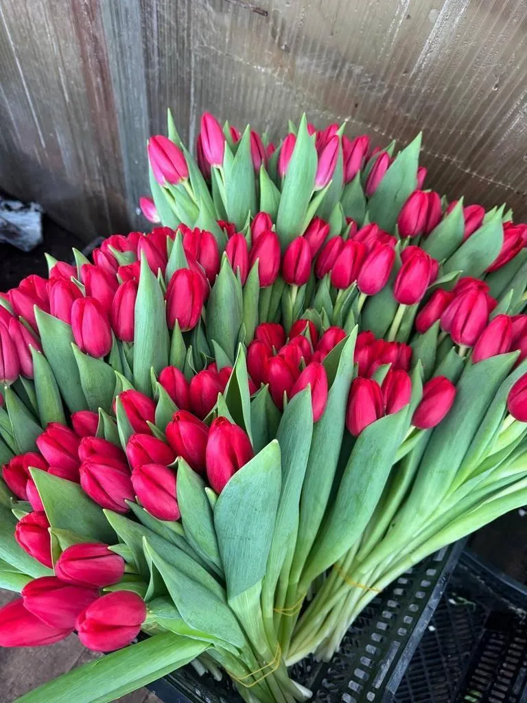 Фуддвор - Тюльпан красный Сурендер