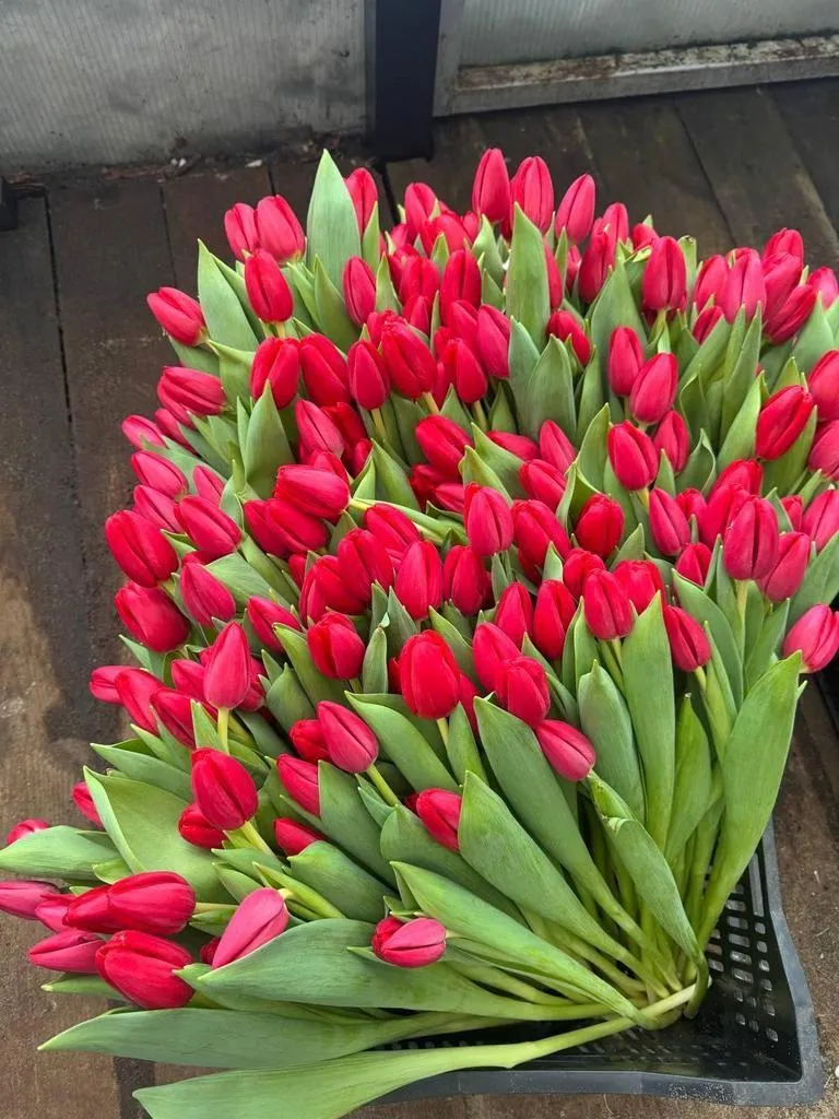 Фуддвор - Тюльпан красный Сурендер