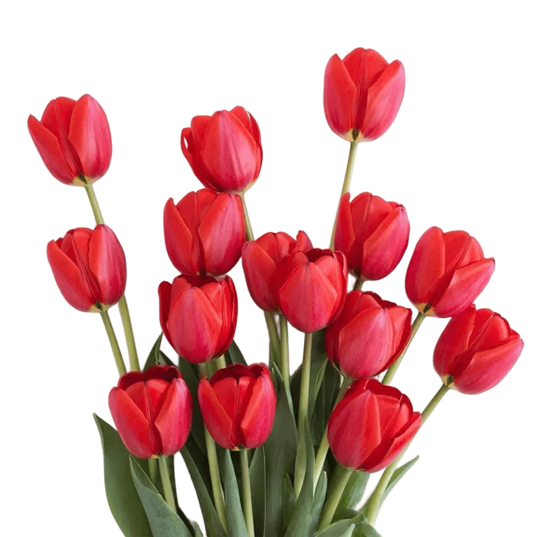 Фуддвор - Тюльпан красный Сурендер