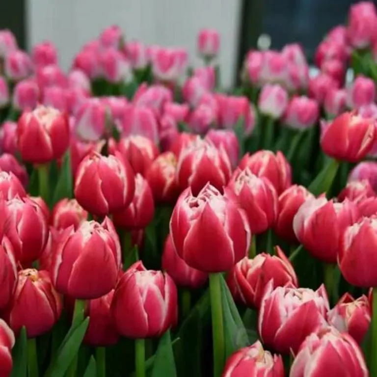 Фуддвор - Тюльпан пионовидный Колумбус