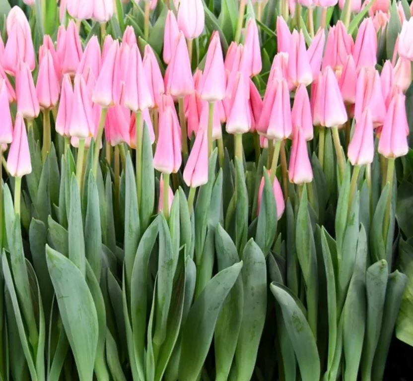 Фуддвор - Тюльпан розовый Непер