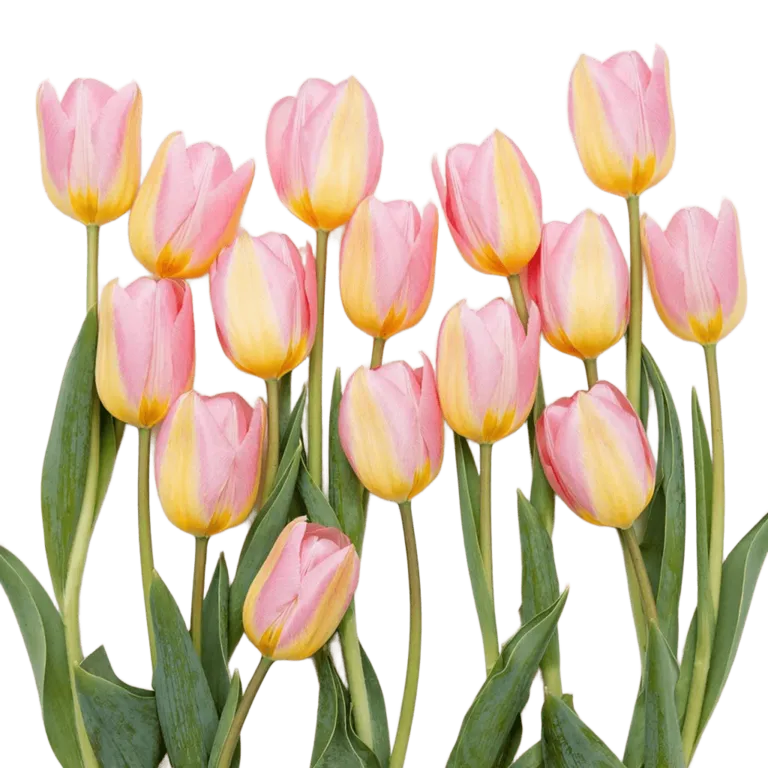 Фуддвор - Тюльпан розовый Супер Модель