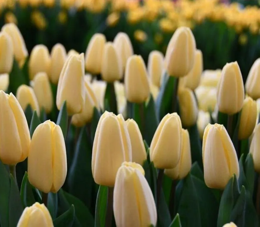 Фуддвор - Тюльпан желтый Крем Фреш