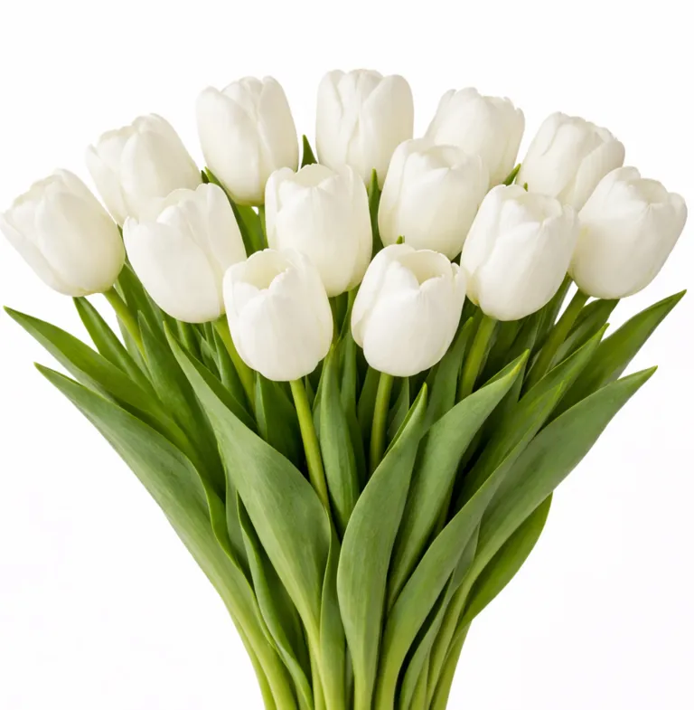 Фуддвор - Тюльпан белый Альбатрос