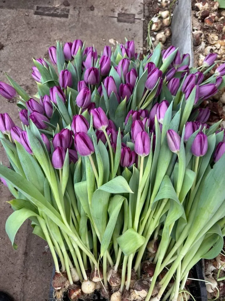 Фуддвор - Тюльпан фиолетовый Булит