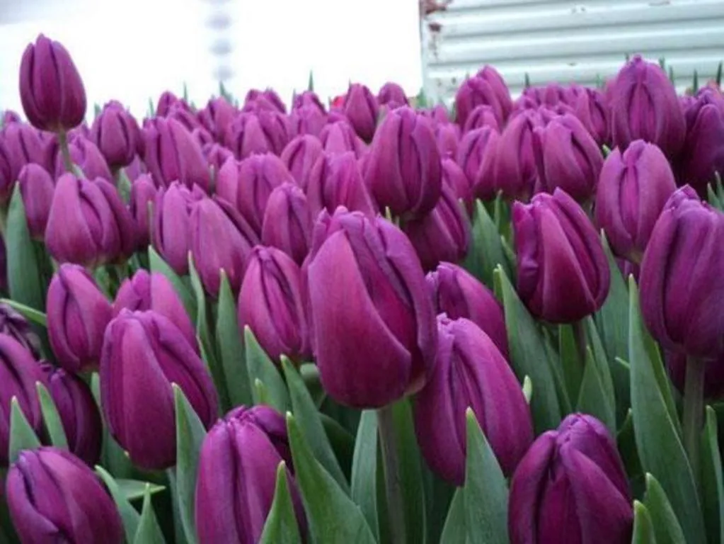 Фуддвор - Тюльпан фиолетовый Лэптоп