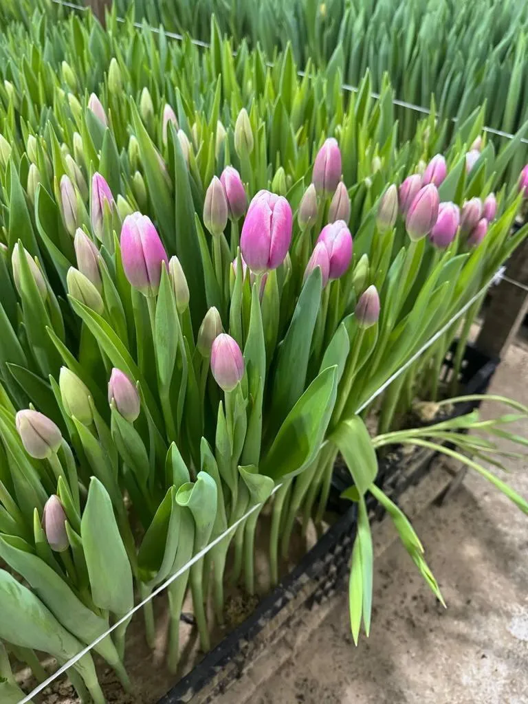 Фуддвор - Тюльпан фиолетовый с белым краем Аутлук