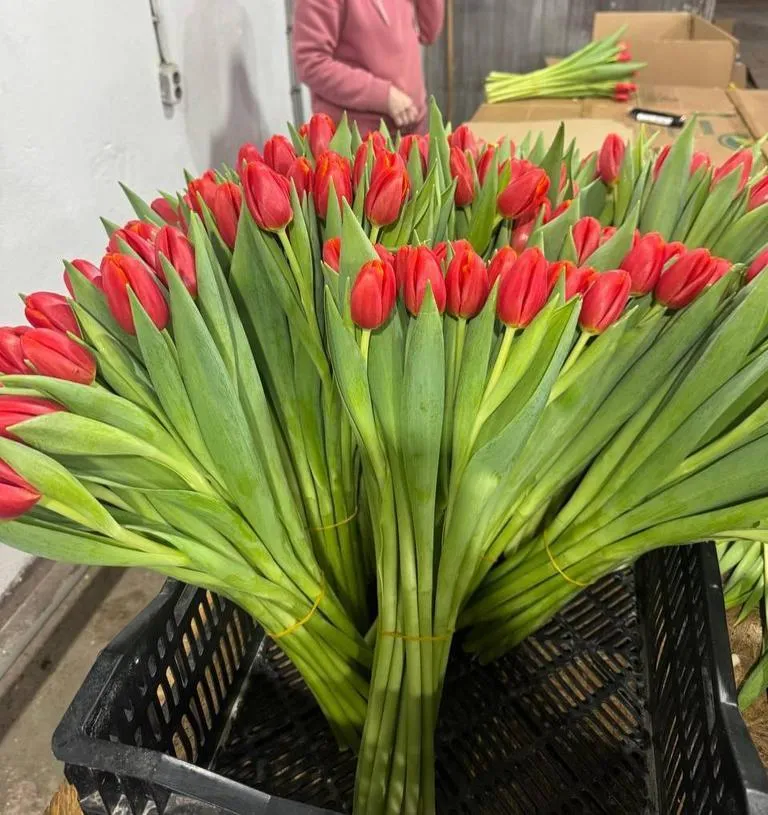 Фуддвор - Тюльпан красно-оранжевый Паувер Плей