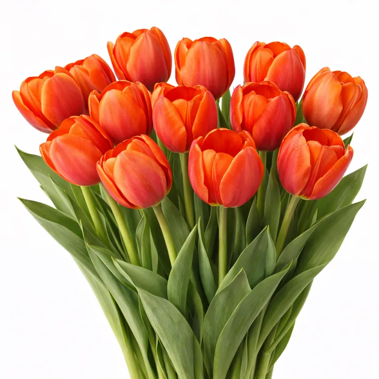 Фуддвор - Тюльпан красно-оранжевый Паувер Плей