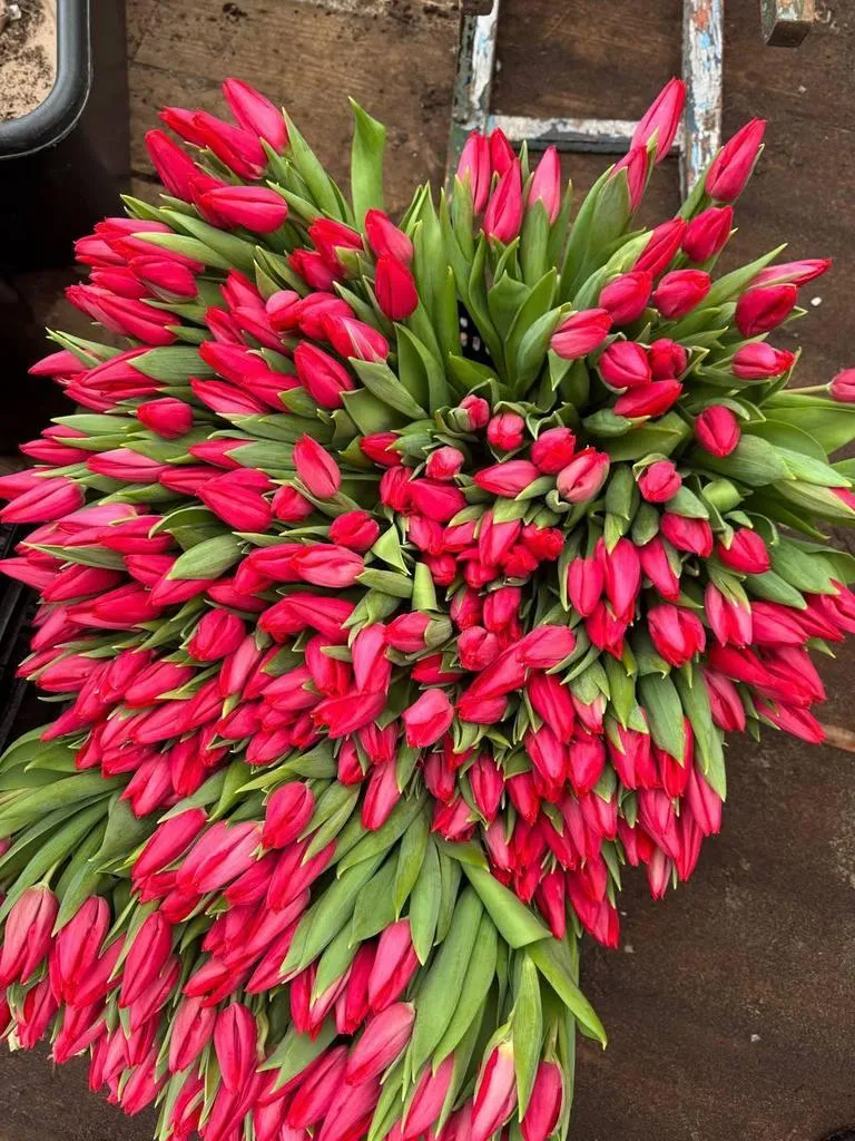 Фуддвор - Тюльпан красный Фэст Стар