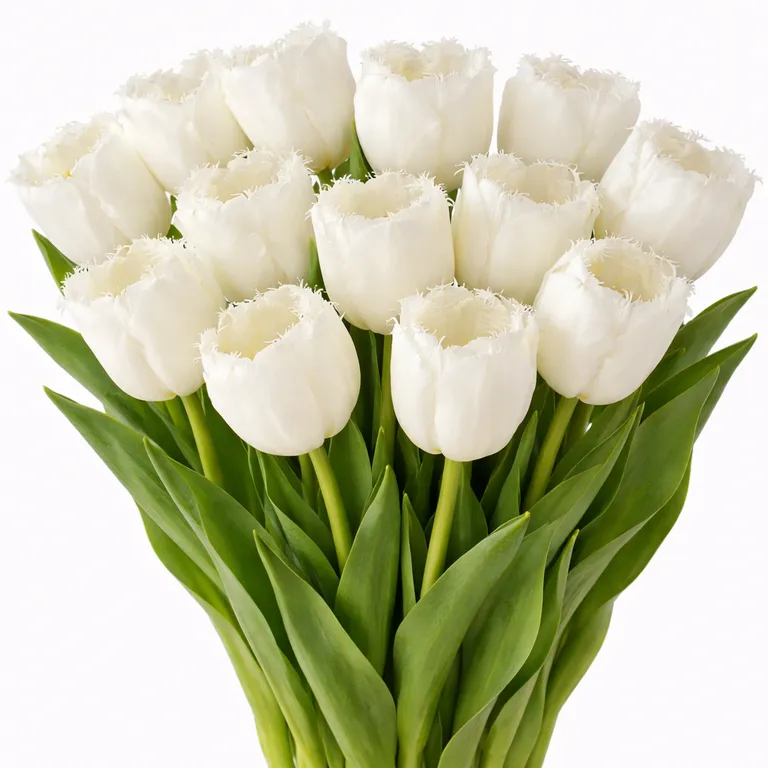 Фуддвор - Тюльпан махровый белый Смирнофф