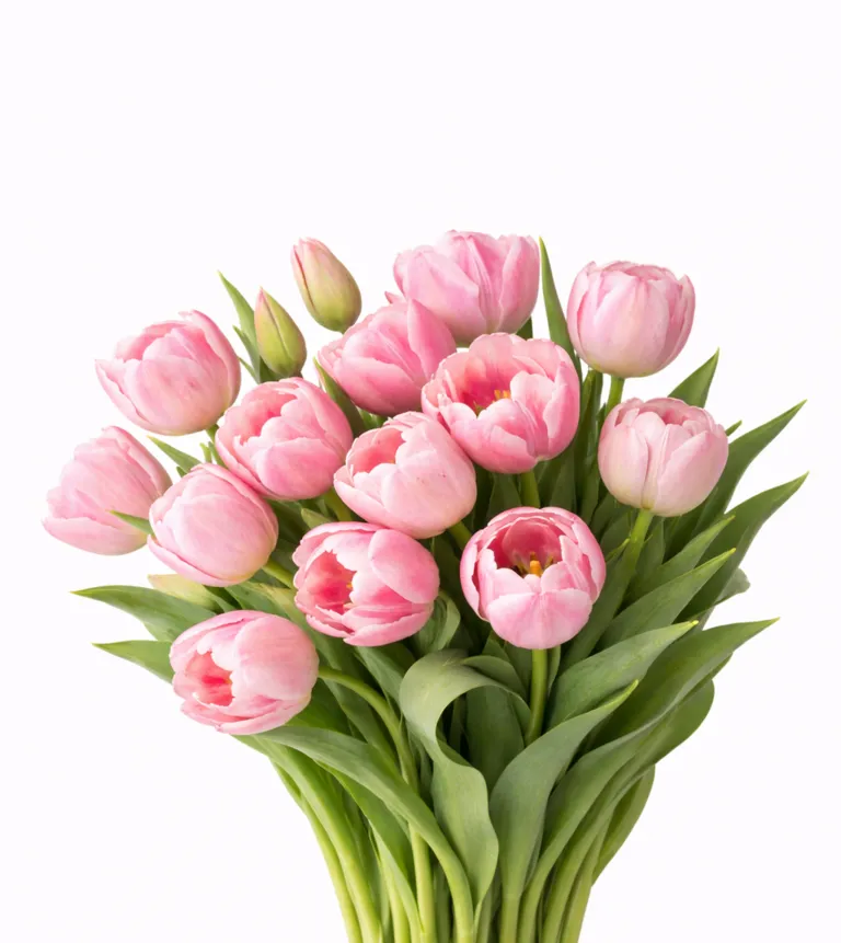 Фуддвор - Тюльпан пионовидный Колумбус