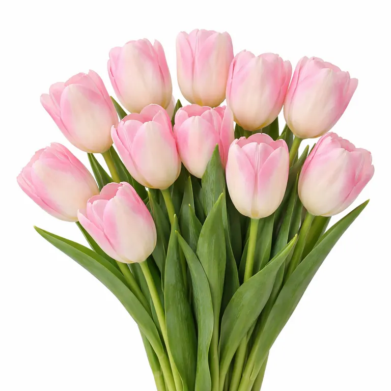 Фуддвор - Тюльпан розовый Мемфис