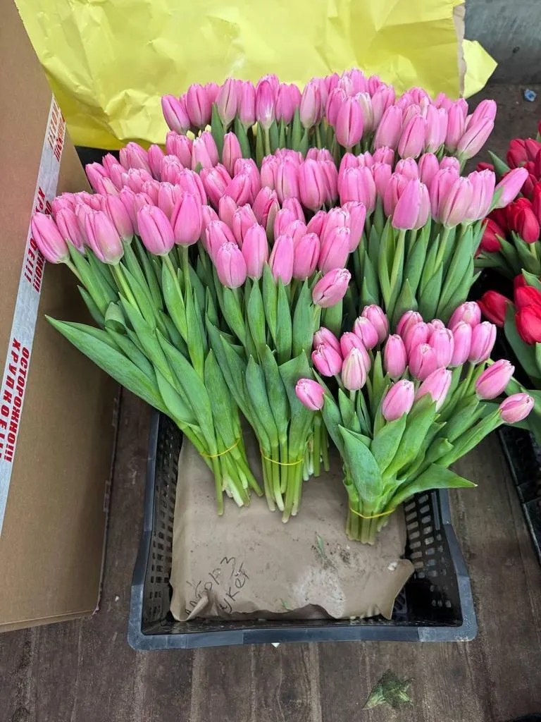 Фуддвор - Тюльпан розовый Милкшейк