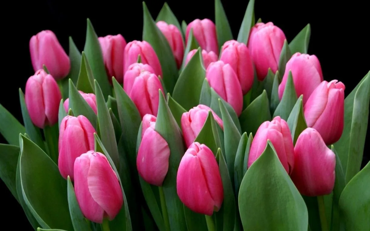 Фуддвор - Тюльпан розовый Трезор