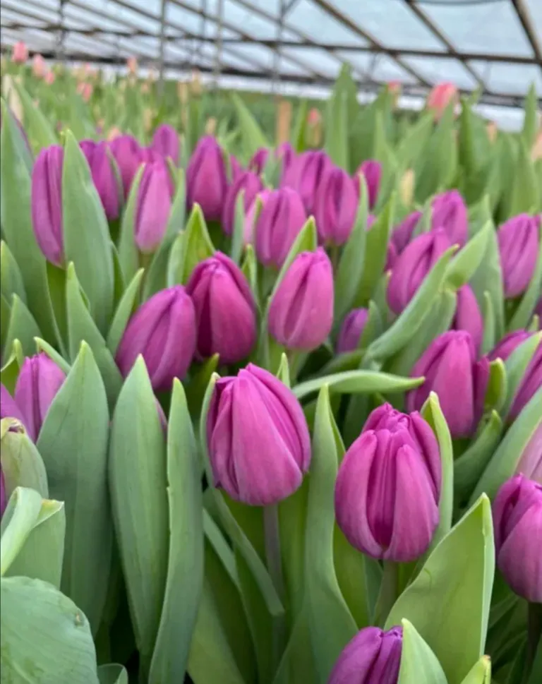 Фуддвор - Тюльпан сиреневый Фортрес