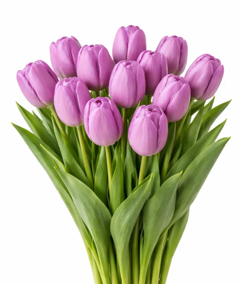 Фуддвор - Тюльпан сиреневый Фортрес