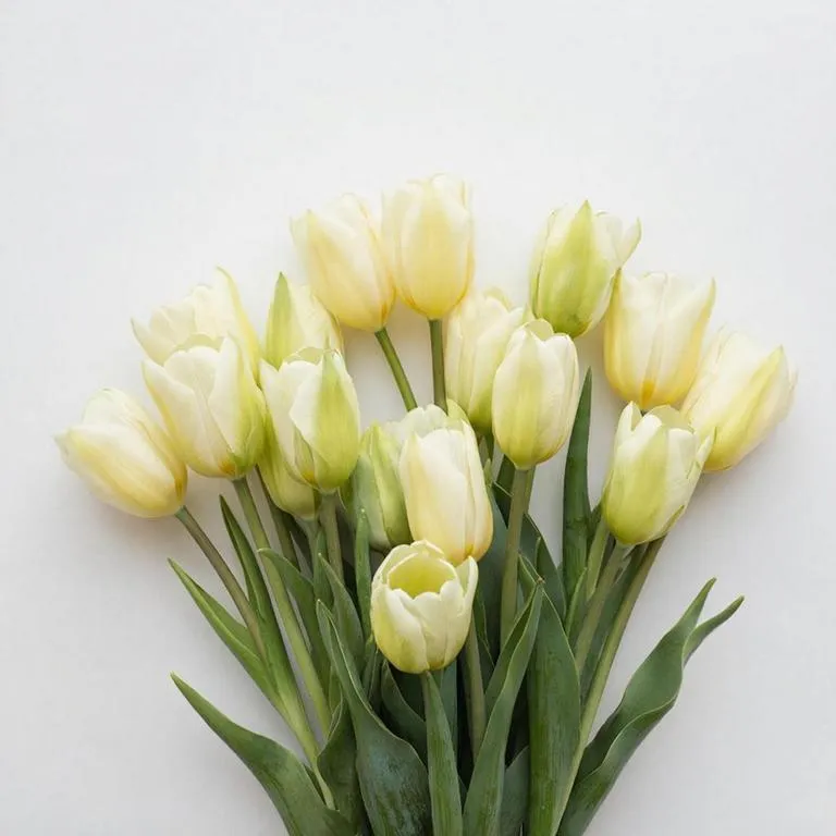 Фуддвор - Тюльпан желтый Крем Фреш