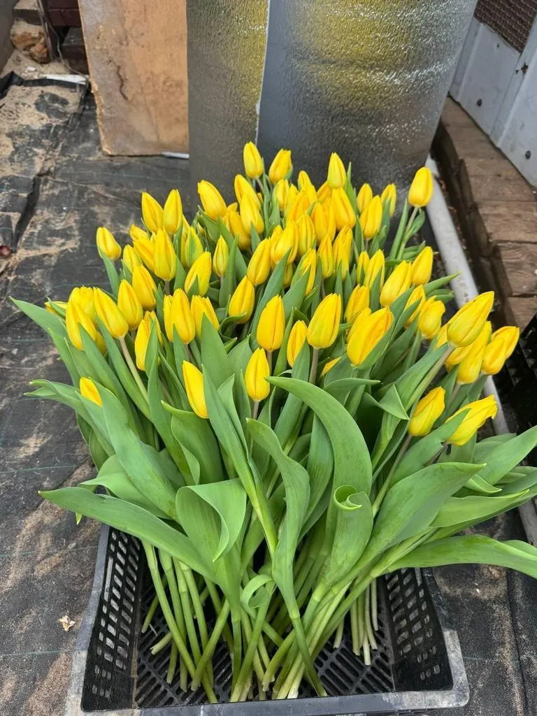 Фуддвор - Тюльпан желтый Стронг Голд