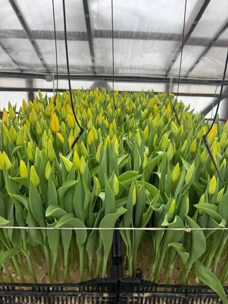 Фуддвор - Тюльпан желтый Стронг Голд