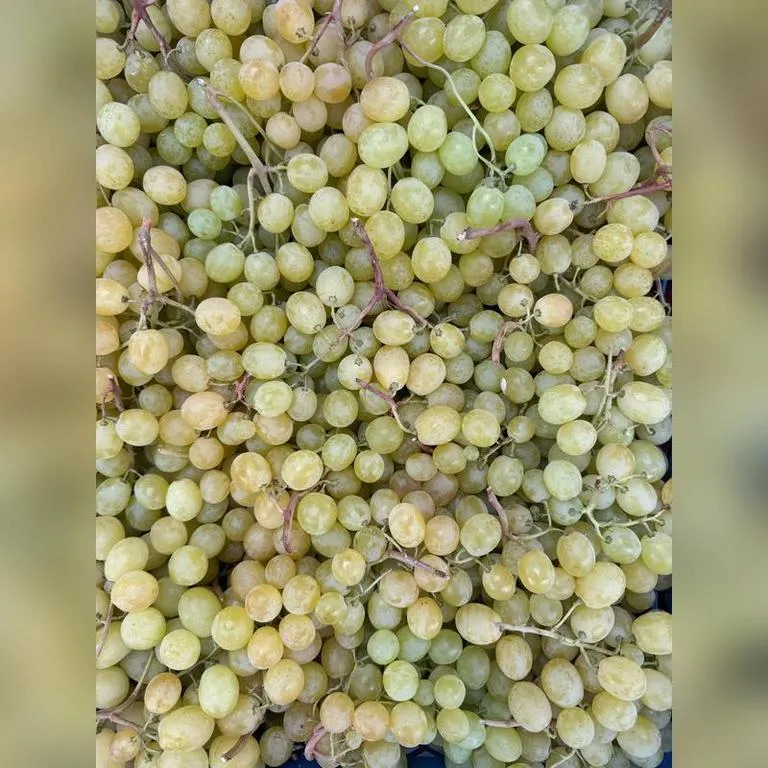Vinograd_bel